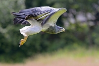 grijze arendbuizerd (Geranoaetus melanoleucus) 6-2016 1330